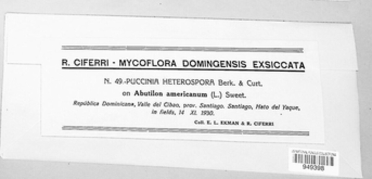 Puccinia heterospora image